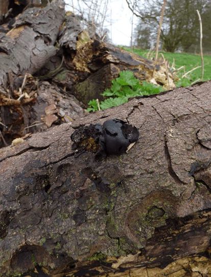 A worn senescent fruit body on a fallen chestnut stem in London, UK.